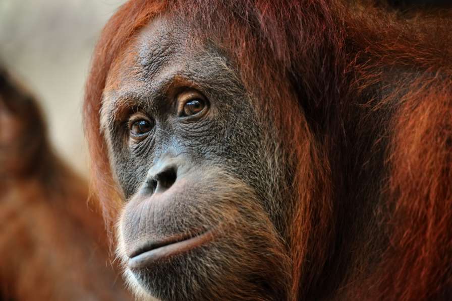VisGrants_Orangutan-Thumb-1669866299288.jpg