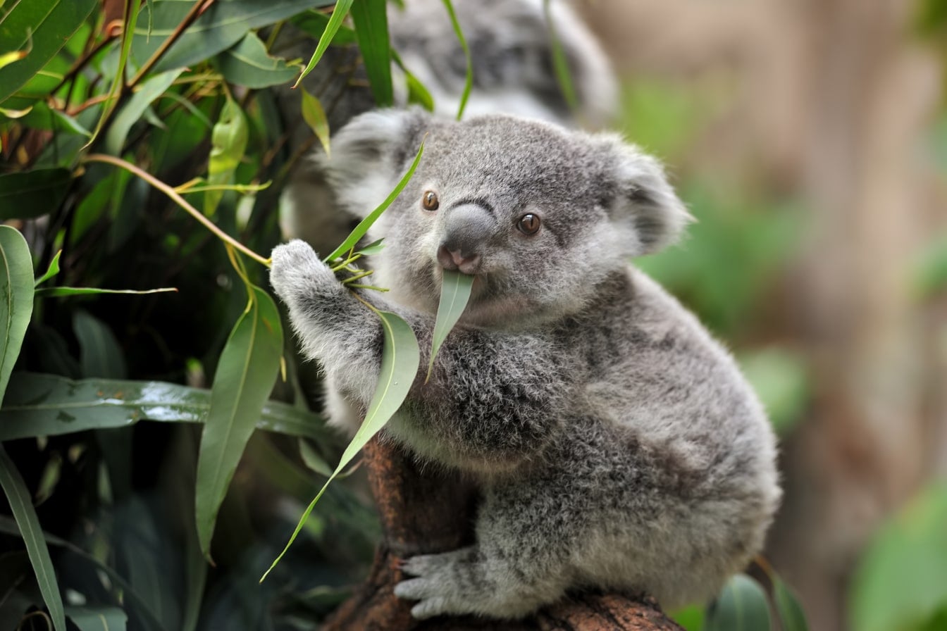 Koala on a tree eating eucalyptus