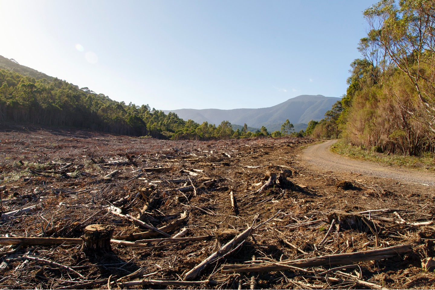 Area of dramatic deforestation