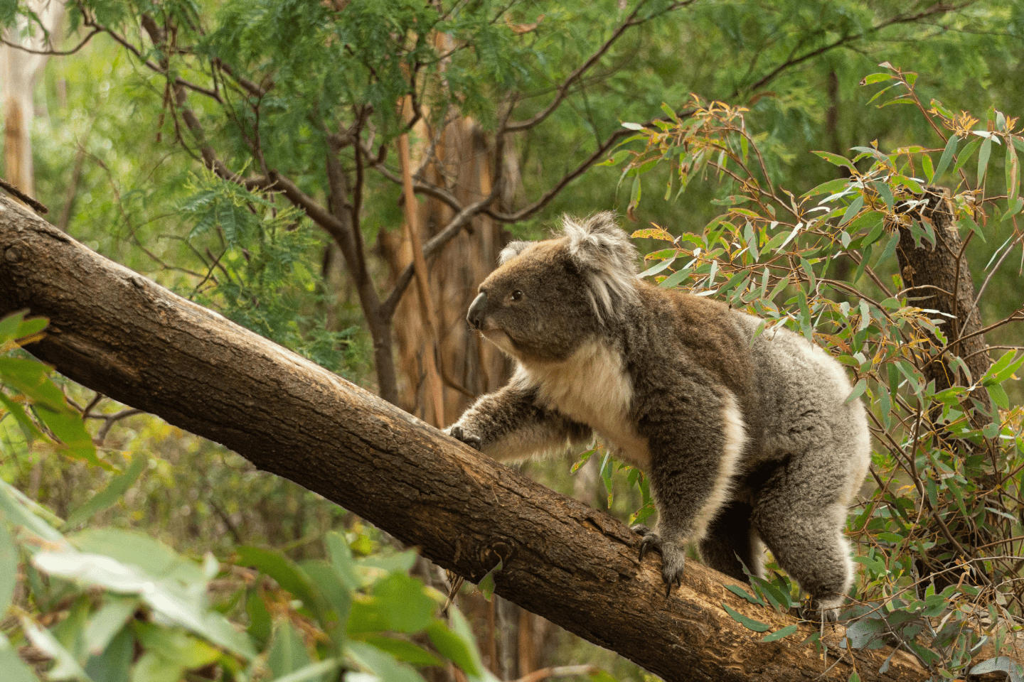 Koala in the Australian bush