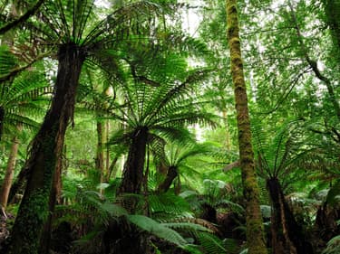 Foundation_Why-Nature-1786495614717.jpg