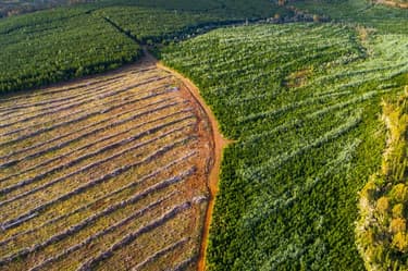 topic-deforestation_Hero-Mobile-1732598643511.jpg