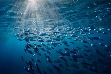 WhyWeNeedToStopFishingTheHighSeas_Hero-Mobile-1682636372869.jpg