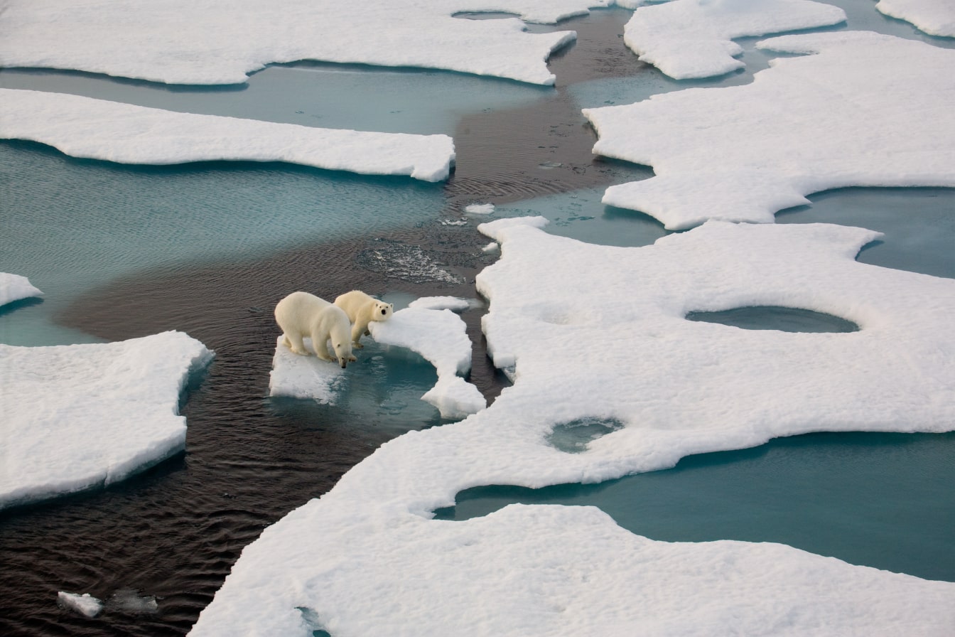 Polar bears on melting ice pieces in the ice caps