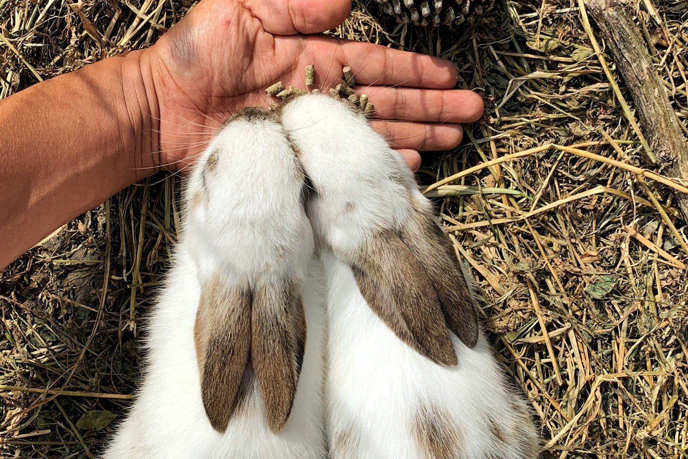 Person feeding a bunny rabbit