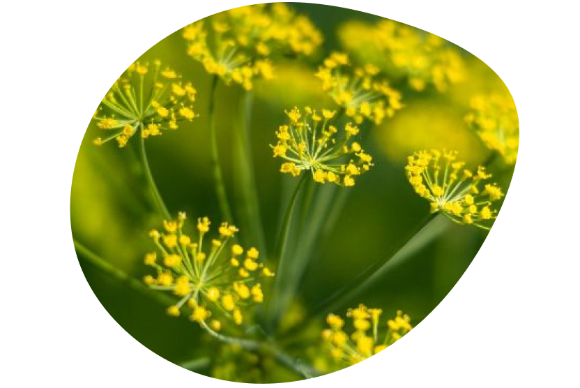 Yellow flower buds indicating growth