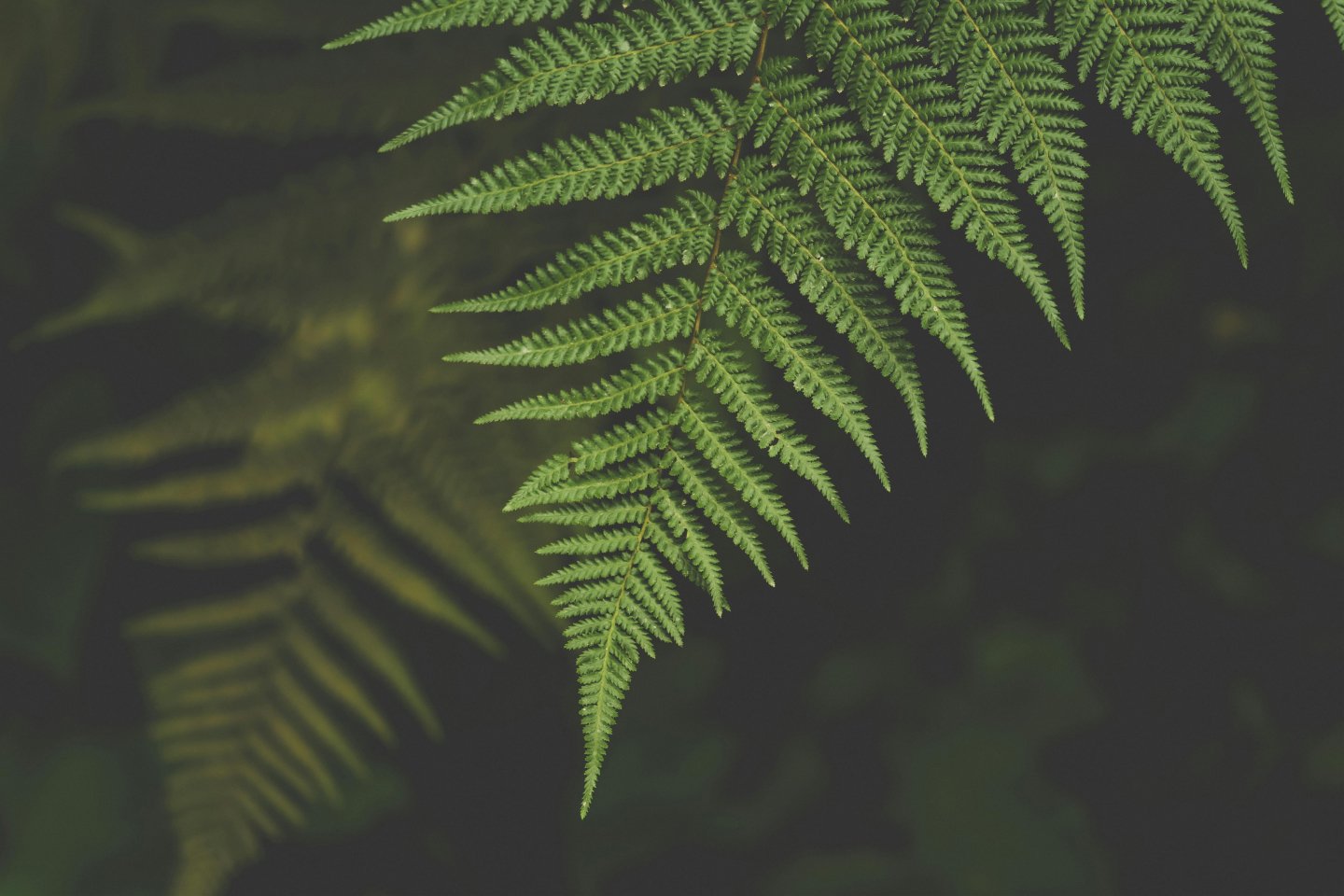 Leaf in the forest indicating growth