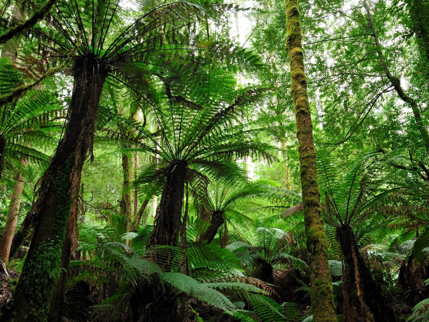 Foundation_Why-Nature-1786495614717.jpg