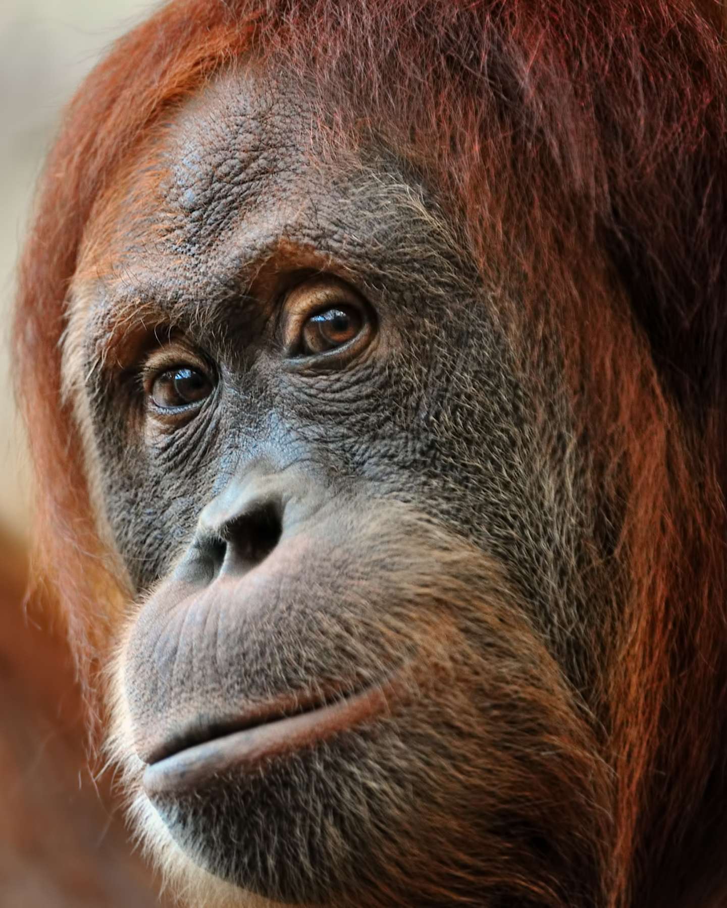 VisGrants_Orangutan-1669866299467.jpg