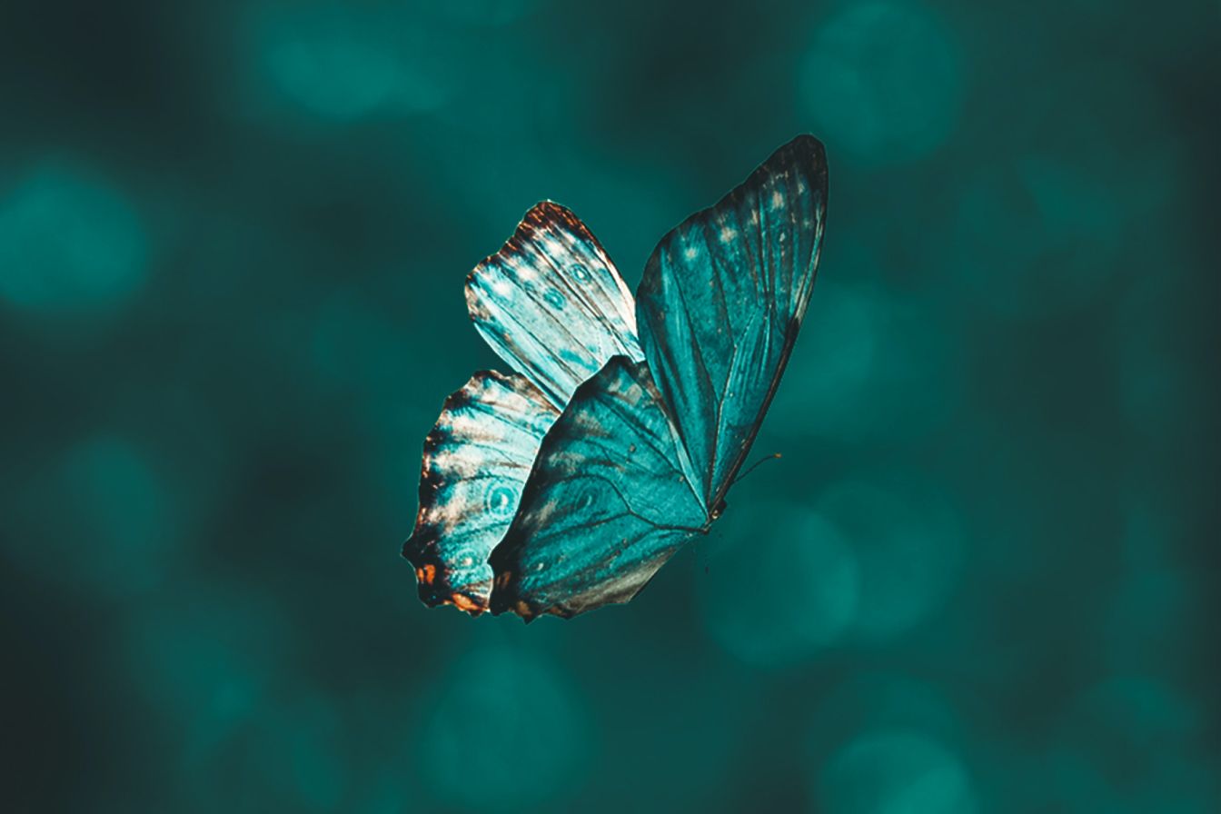 Blue butterfly close up on an out of focus blue background