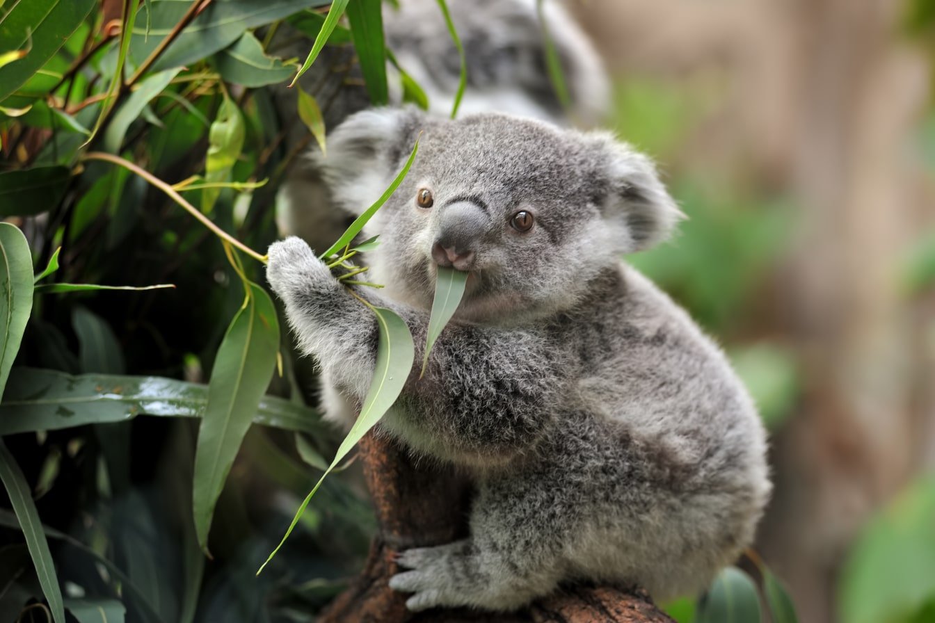 Koala on a tree eating eucalyptus