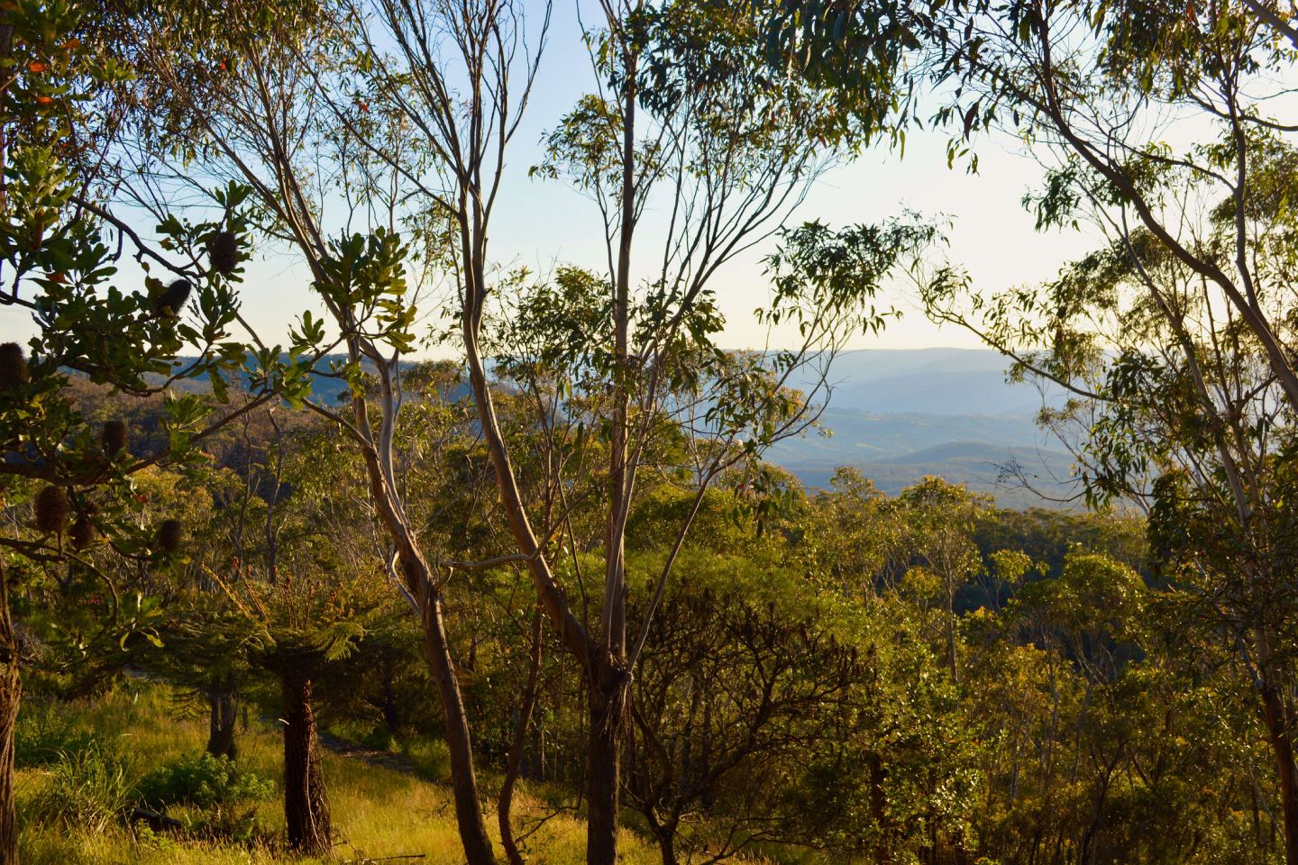 View of the bush in a mountainous region of Australia which the Environmental Defenders Office works to protect