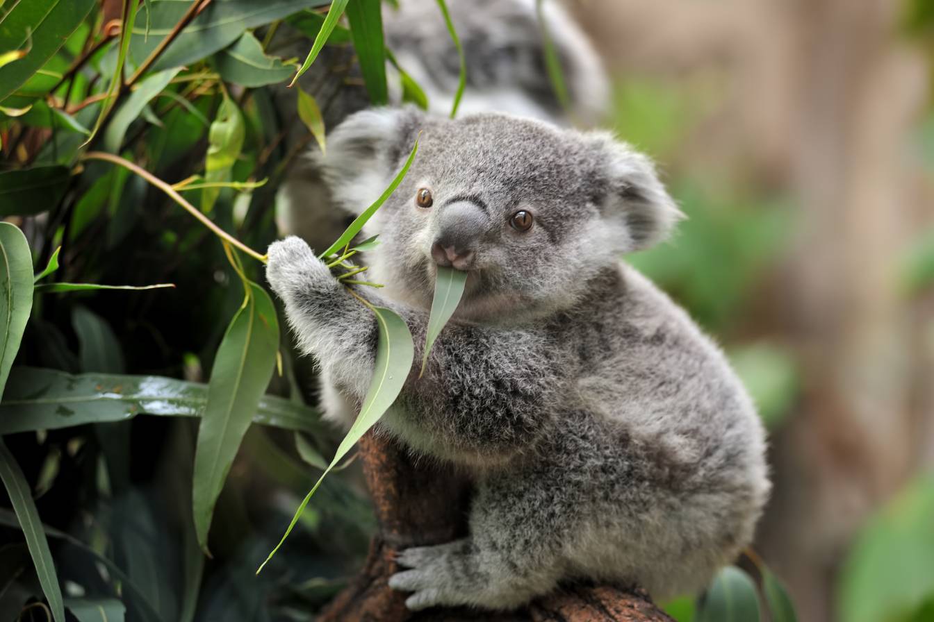 Koala eating some eucalyptus