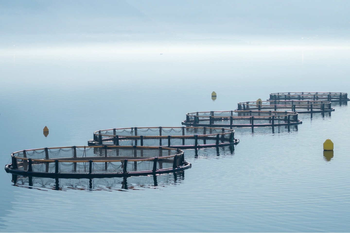Fisheries which are continuing in the Macquarie Harbour