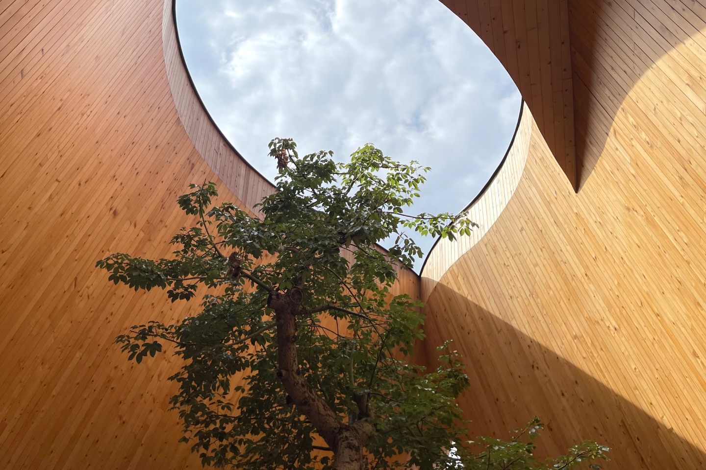 A tree growing in a sustainable building