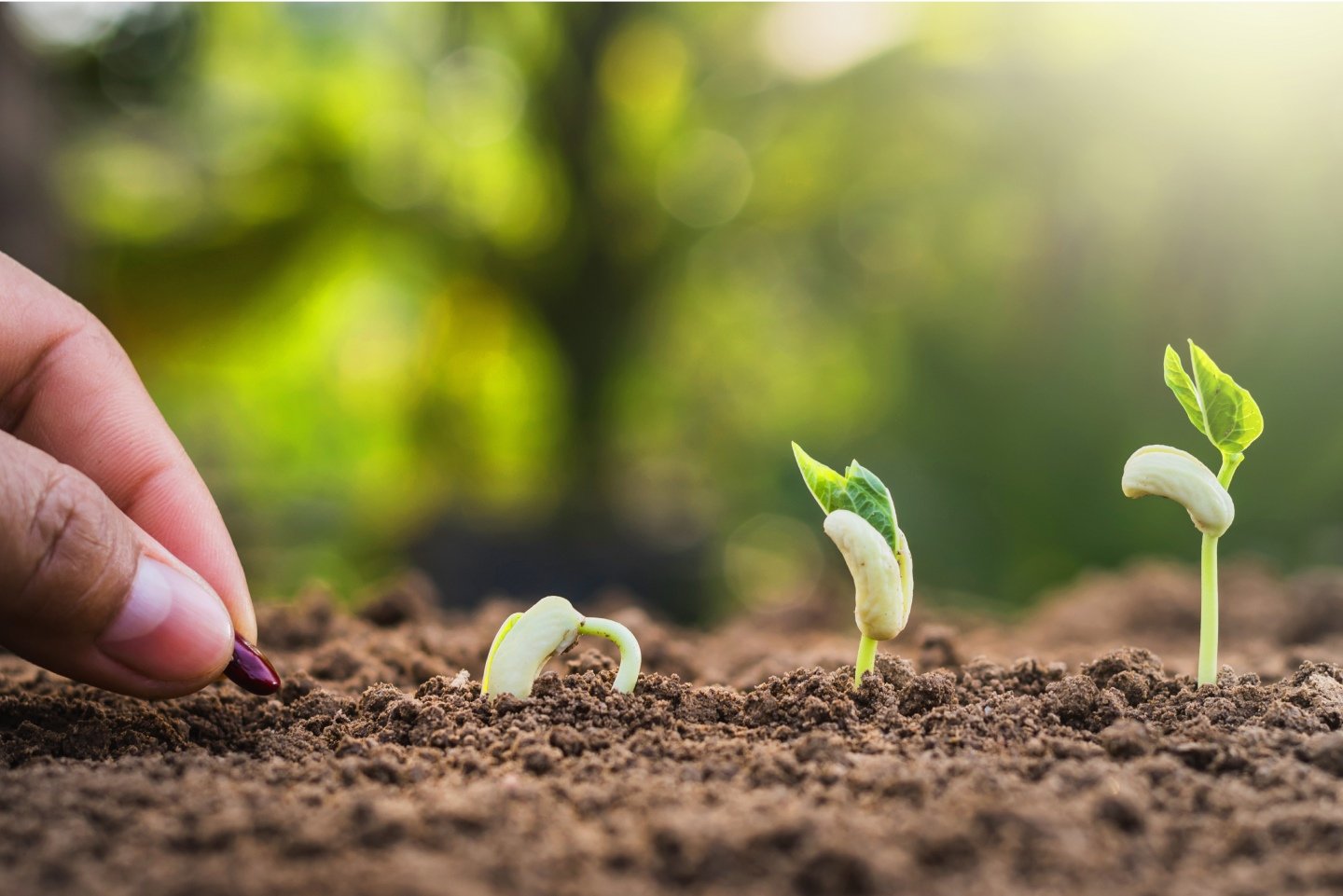 Plants growing like super fund growing over time