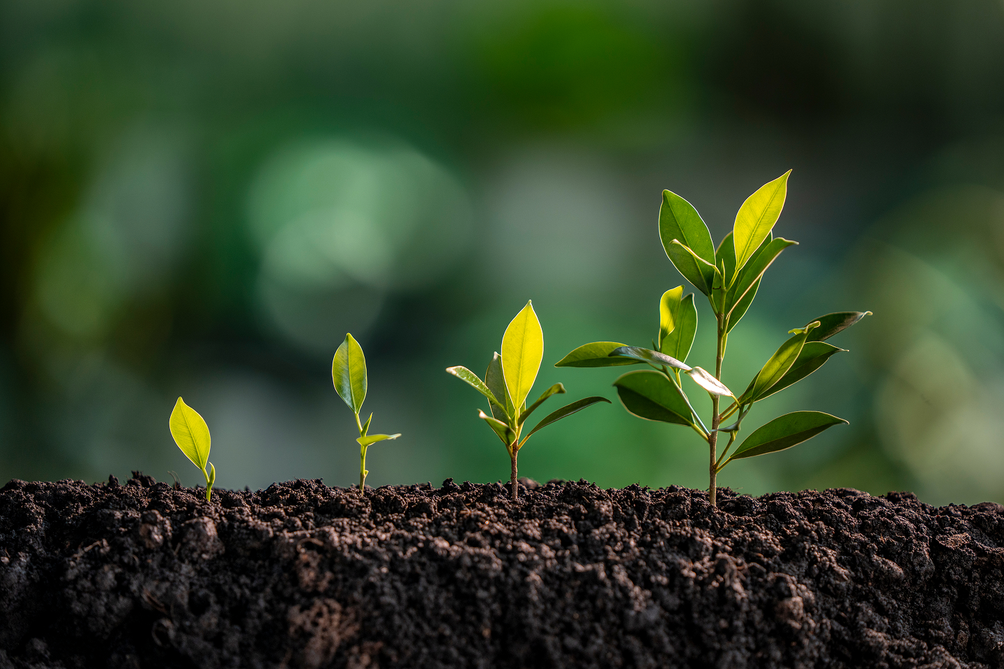 Plant beginning to sprout representing investment growth in super