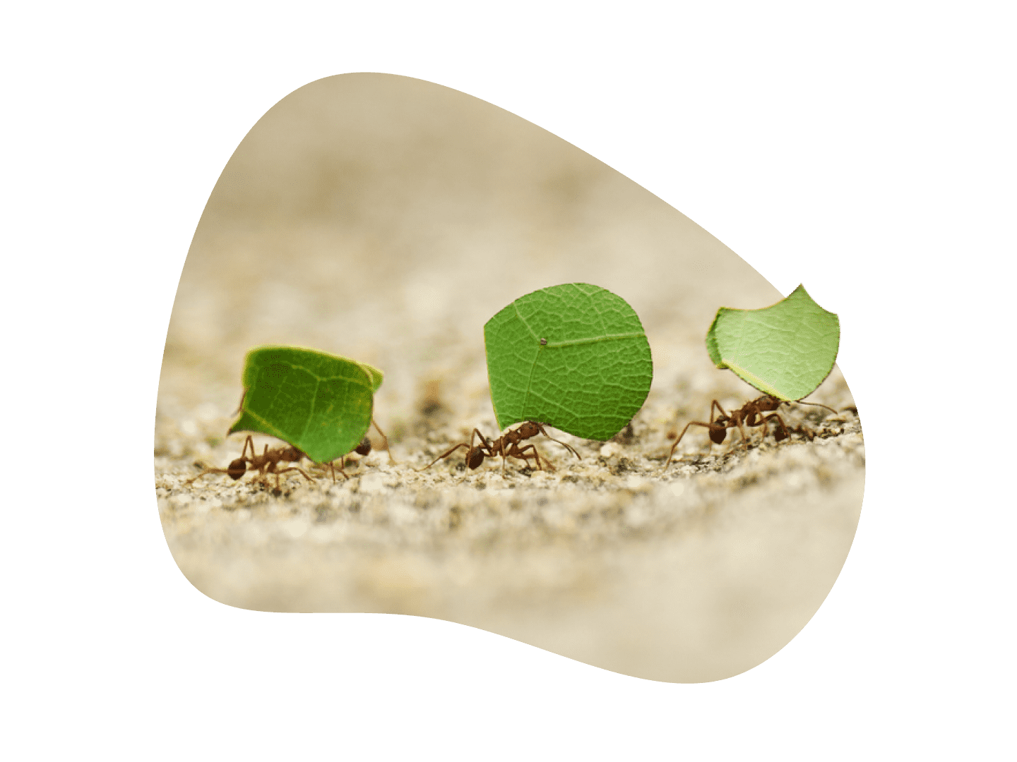 x21_EthicalInvesting-1694484085466.png