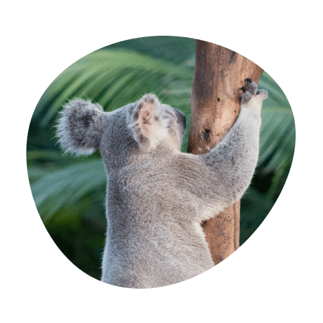 A pod of dolphins swimming together in bright blue-green water, captured from above.
