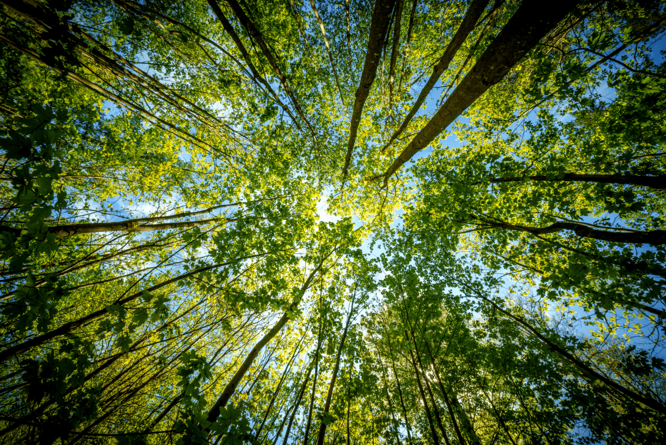 Australian Ethical Growth Opportunities Fund